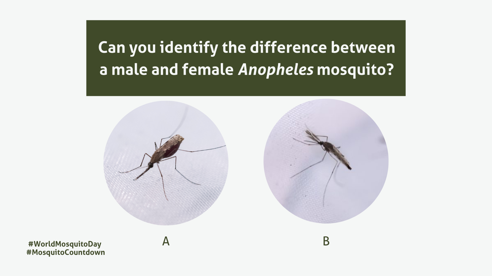 tarjet malaria